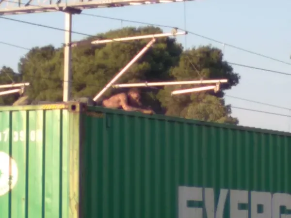 Manisa’da korkunç olay! Tren vagonun üzerinde fotoğraf çekilmek isterken... - 1