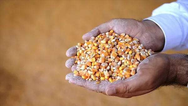 Son dakika | TMO’dan hububat açıklaması: 11 milyon tondan fazla aldık