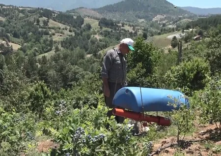 Kilosu 100 TL’lik meyvelerini bakın nasıl koruyor! Görenler hayrete düştü