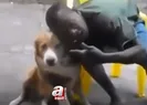 Köpek aniden saldırdı! Fotoğraf çektirmek istedi ama...