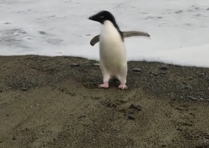 Yüzlerce kilometre yol katetti! Oyuncak sandı... Öğrenince şoke oldu