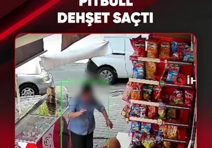 PİTBULL DEHŞET SAÇTI