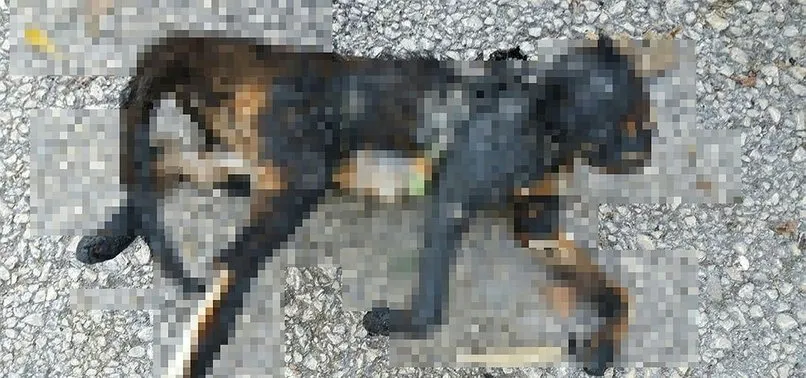 Bursa'da vahşet! Yakılarak telef edilen kedi buldu