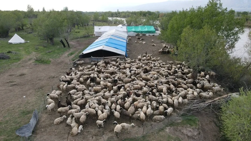 Bakanlık destek verdi! Afgan çobanlar Erzincan’da göreve başladı - 1