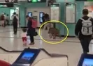Çinde metro istasyonuna giren yaban domuzu bir kadını yaraladı |Video