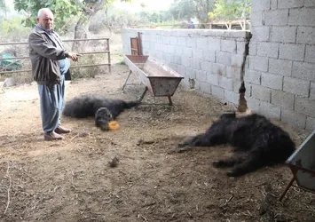 Mersin’de başıboş köpek dehşeti! Ağıldaki keçileri telef ettiler