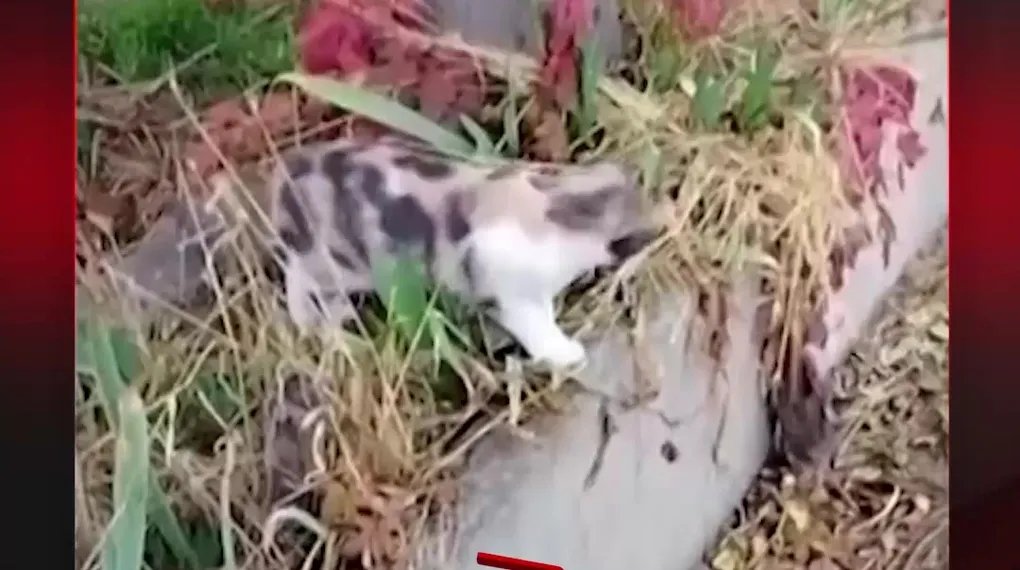 BU İŞTE BİR TERSLİK VAR