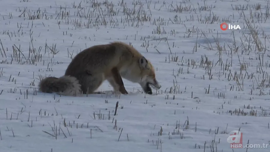 Karla kaplı arazide avlayıp böyle yedi! Vahşi doğa belgeselleri aratmayan görüntüler Türkiye’den 4