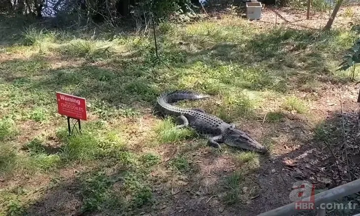 Timsahtan kızartma tavası sayesinde kurtuldu 🐊 Kendisine saldırdığı anda timsahın kafasına vurdu