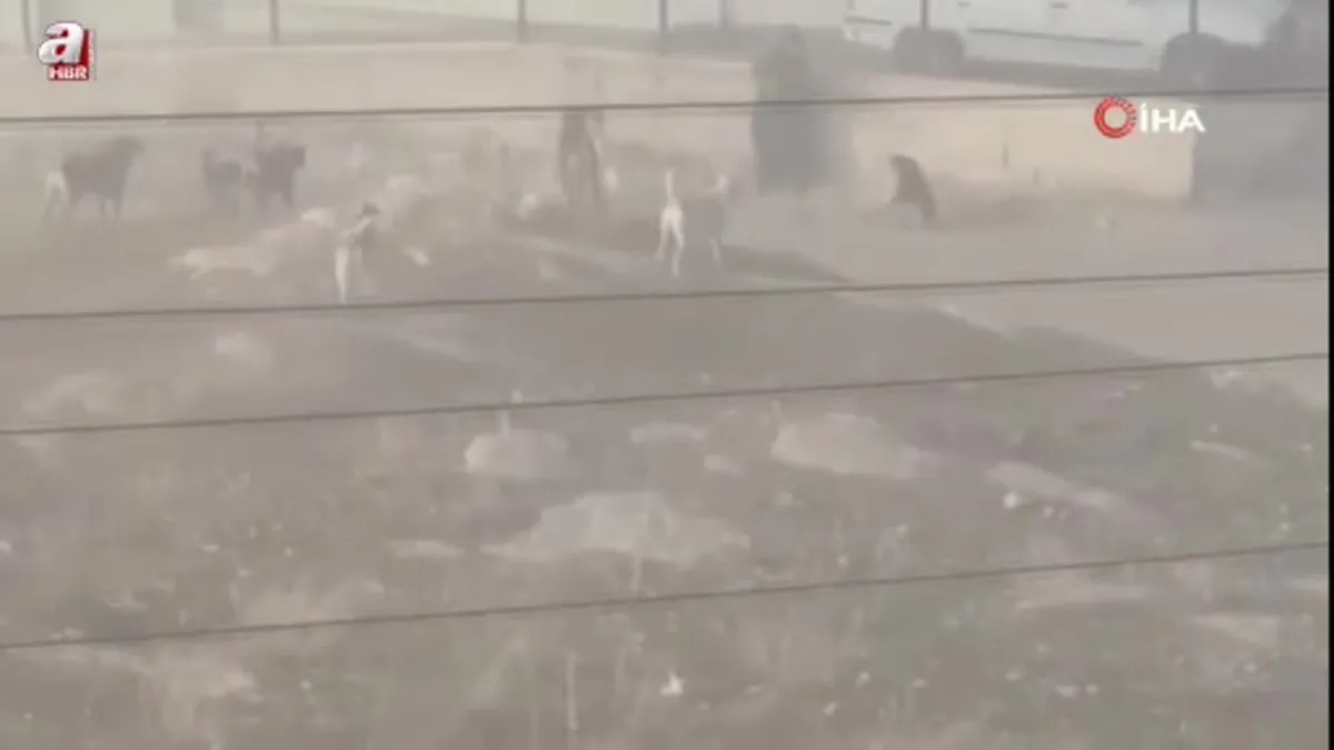 Ankara'da köpek sürüsünün saldırdığı kadın canını zor kurtardı