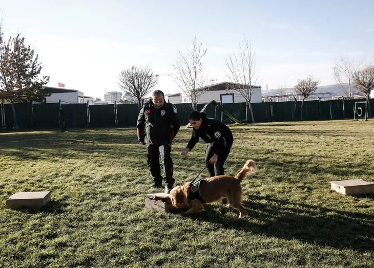 Dedektör köpekler güvenlik güçlerine büyük katkı sağlıyor