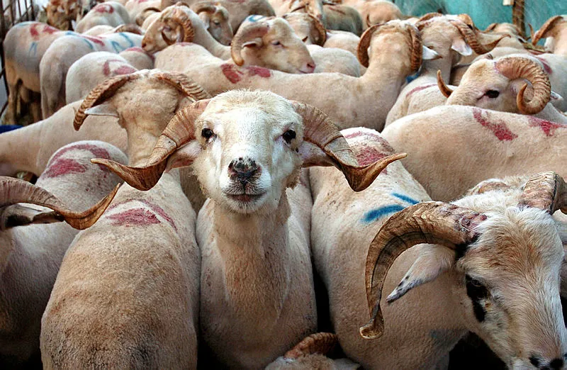 2018 kurban bayrami kucuk bas kurbanlik