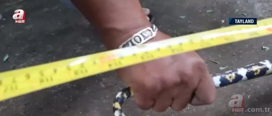 Fabrikada dev piton paniği! Yılan avcısı genç kadın... 21