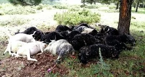 Sahipsiz 30 köpek çiftliğe saldırdı