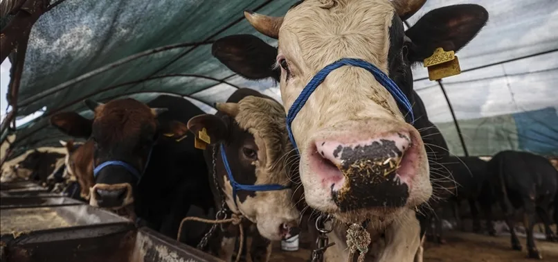 Kurban Bayramı 2023 ne zaman? Bayram hangi günlere denk geliyor, tatil 9 gün olacak mı? 2023 DİYANET DİNİ BAYRAMLAR TAKVİMİ