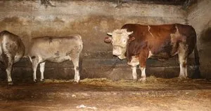 Görenler şaştı kaldı! Fiyatı dudak uçuklatıyor