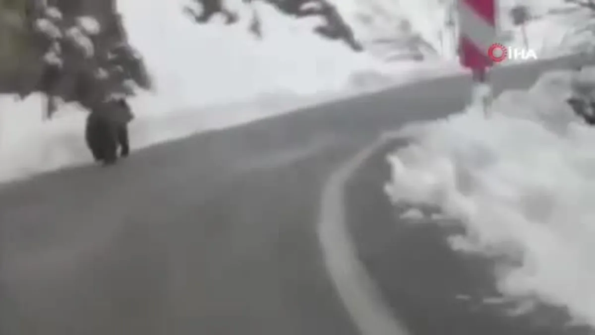 Tunceli'de kış erken geldi ayılar uyumayı unuttu