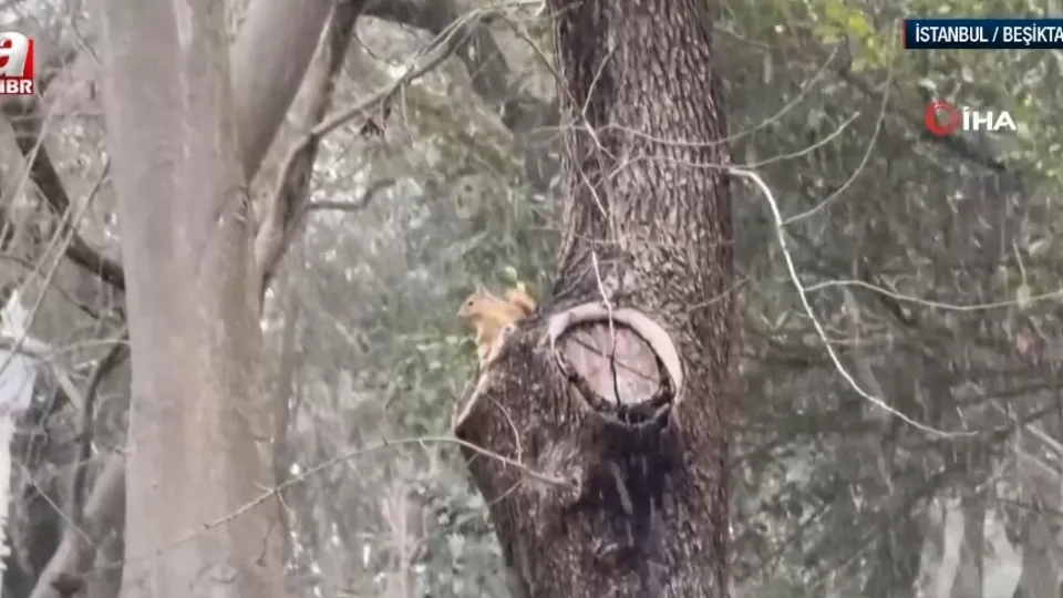 Sincaplar soğuk havada yiyecek aradı!