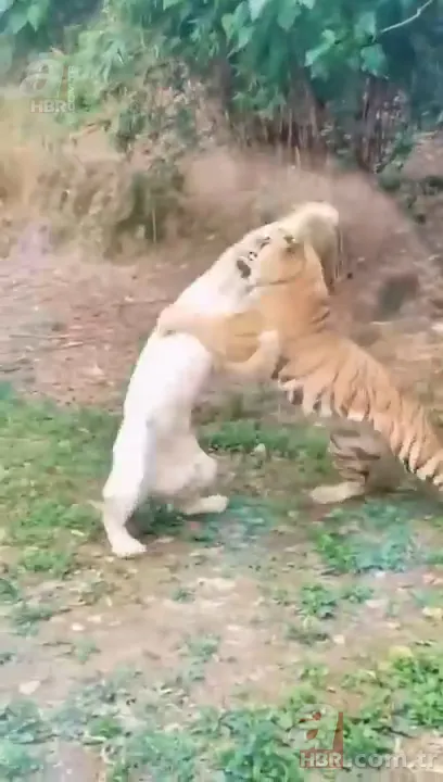 Beyaz aslan ve kaplanın karşılaşması nefesleri kesti! (Aslan Kaplan kavgası) 6