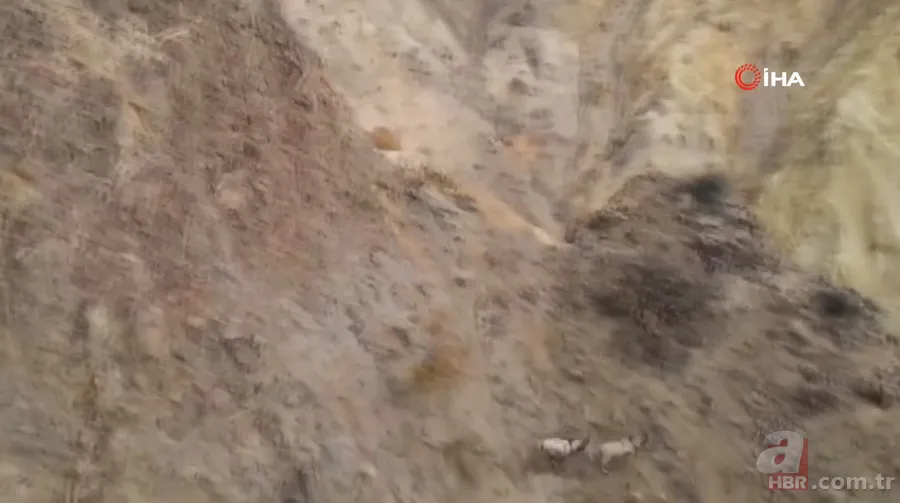 O ilimizde sürü halinde ortaya çıktılar! Karlı dağları aşarak… 20