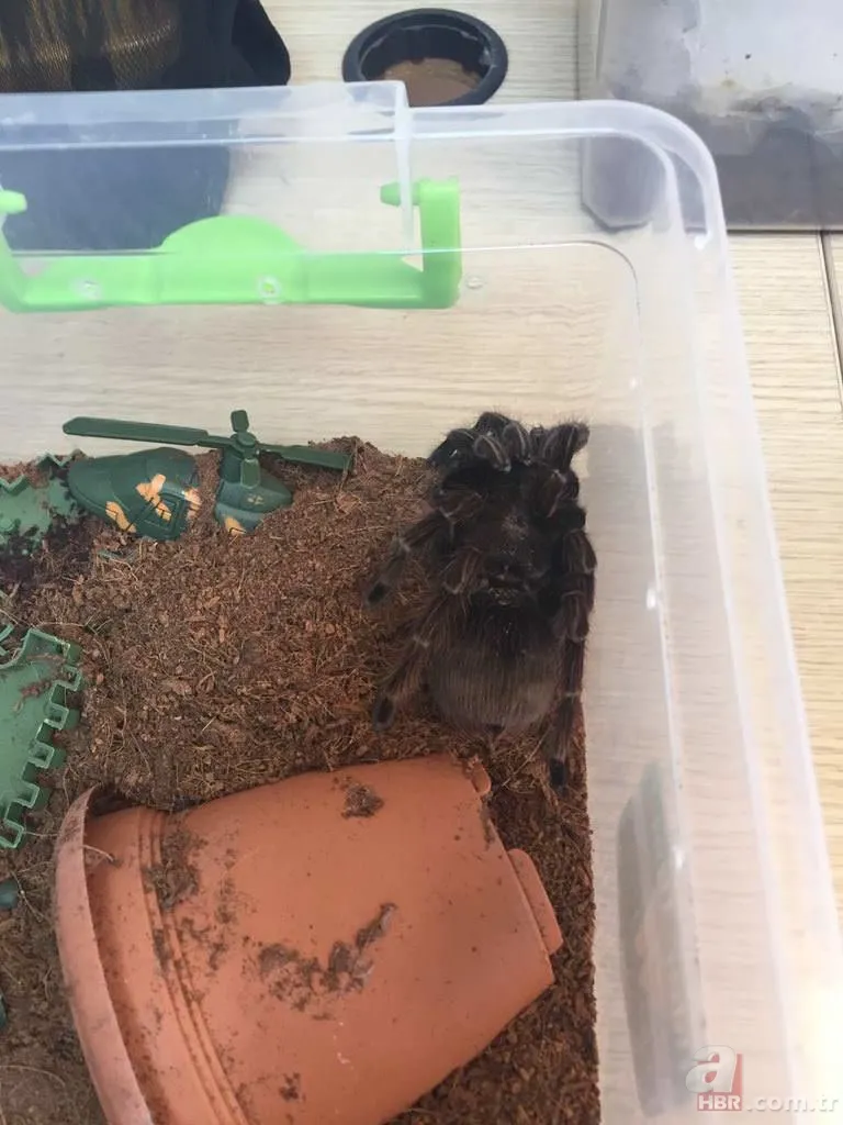 Terör operasyonundan tarantula çıktı 9