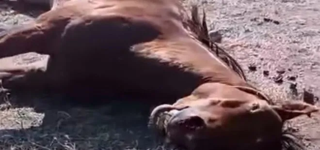 Ağrı’da husumetlisinin atını tabancayla vurdu