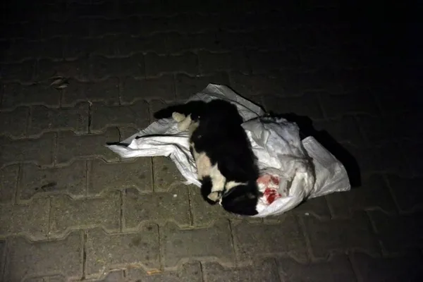 Bodrum'da görenleri şoke eden olay! Kundakta bebek var zannettiler içinden... - 3