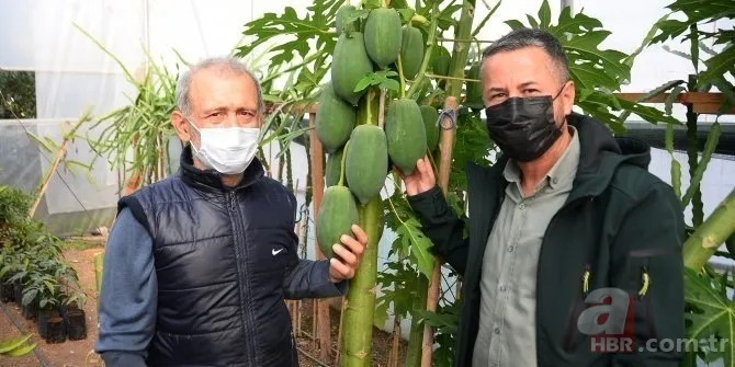 İspanya'ya gidip tadına baktı! Kimsenin aklına gelmeyen reçeli yaptı! Şimdi paraya para demiyor... 4