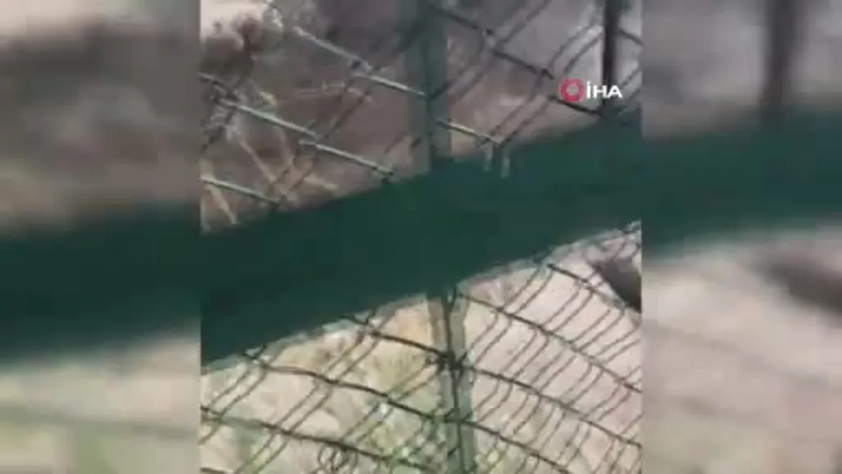 Sulama kanalında can pazarı