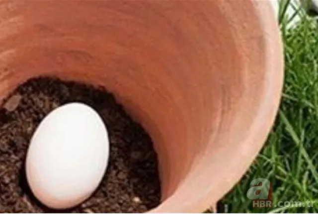 Muz kabuğuyla ayakkabınızı silerseniz... 25