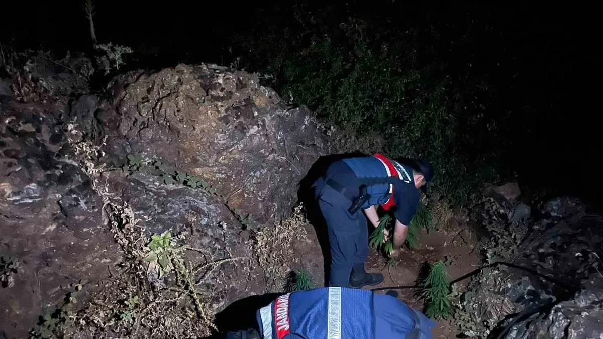 Gördes'te 167 kök Hint keneviri ele geçirildi