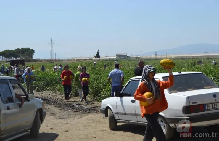 Ücretsiz dağıtıldı duyan akın etti! 220 dönümlük arazide rekor hasat! Üreticiler 600 tonu gözden çıkardı: Araçlarla gelip topladılar 15