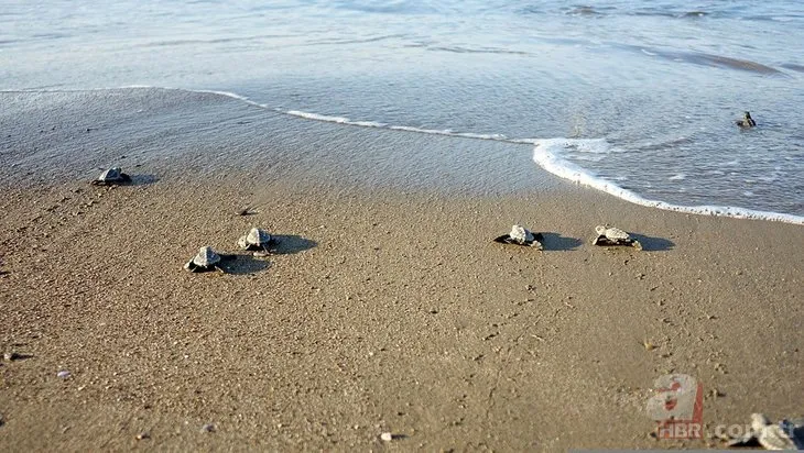 Koronavirüs onlara yaradı! 550 bin yavru deniz kaplumbağası denizle buluştu