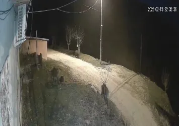 Domuz sürüsü köyde! O anlar kamerada