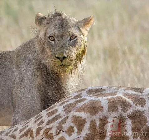 Zürafa aslanlara yem olmaktan kurtulamadı! Vahşi doğanın acımasız yüzü 10