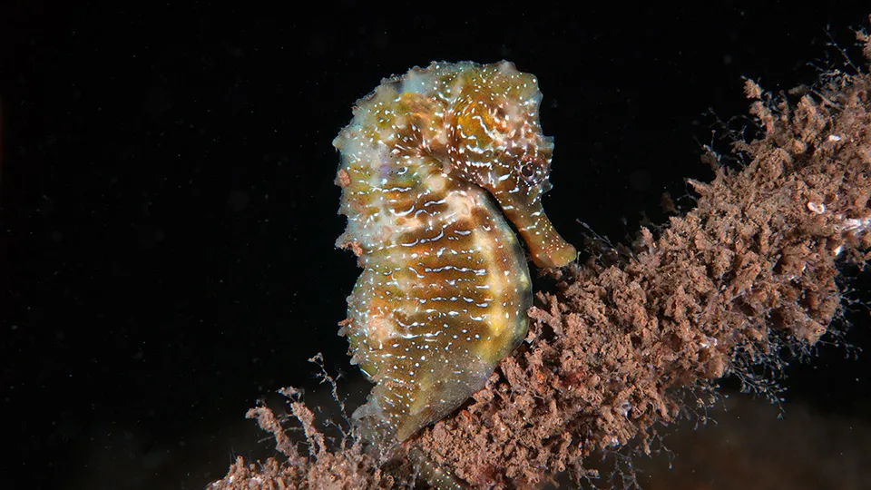 Deniz atları görünümleriyle dikkat çekiyor