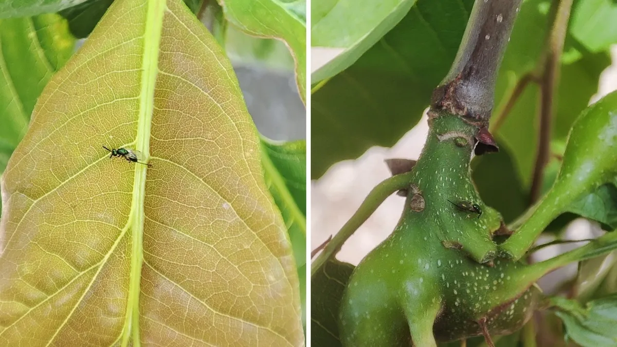 Kestane ormanları kurtarmak için mücadele sürüyor