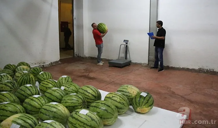Güvercin gübresi ile özel olarak üretildi! Sır gibi saklanan 64 adet karpuz korumaya alındı: Nedeni şaşkına çevirdi 4