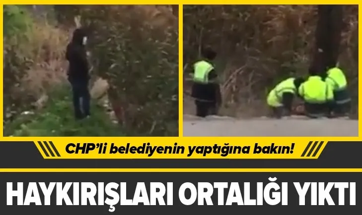 CHP’li Büyükçekmece Belediyesi’nden ağaç katliamı! O anlar kamerada