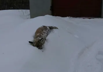 Kars'ta yürekleri sızlatan görüntü