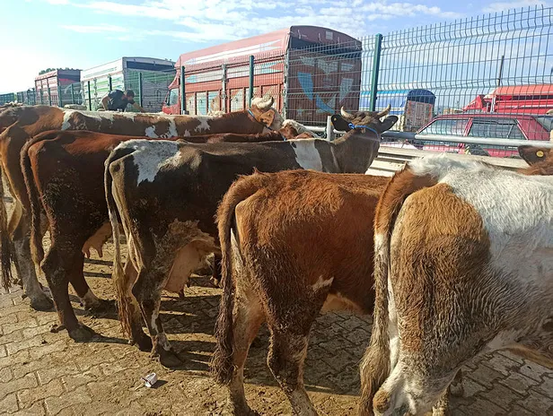 Son açıklamalar: 15 Temmuz ile bayram tatili birleşti mi? 16 Temmuz Cuma günü tatil mi? Kabine kararları... - 3