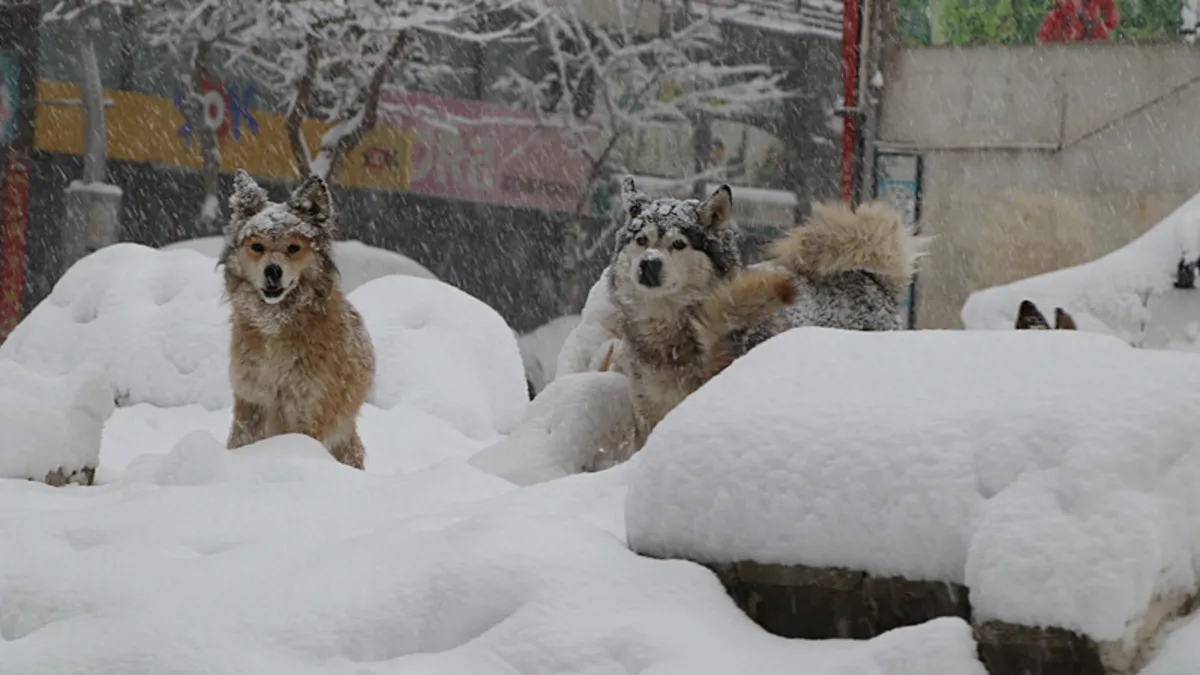 Başkale'de araçlar kara gömüldü: 4 yerleşim yerinin yolu ulaşıma kapandı