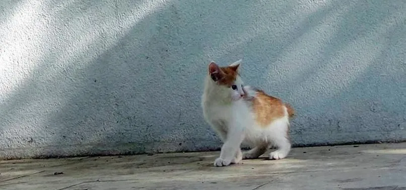 KEDİ KATİLİNE 4 YIL HAPİS CEZASI