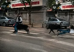 Yaya geçidinde domuz saldırdı! 3 yaralı