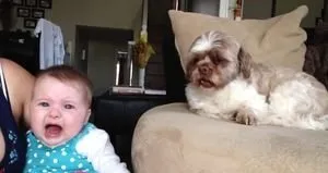 Ağlayan bebeği susturan köpek