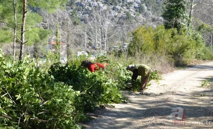 Kendiliğinden yetişiyor 100 aileye gelir kaynağı! Amerika ve Avrupa ülkelerine gönderiliyor 3
