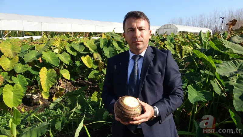 Dönümde 100 bin liraya kadar gelir sağlıyor! Uzakdoğu yemekleri sunan restoranlardan talep var 14