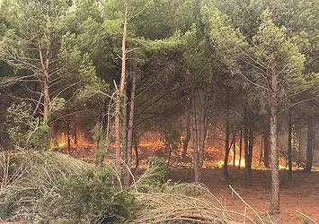 Aydın'da orman yangını büyüdü! Alevler sınıra ulaştı