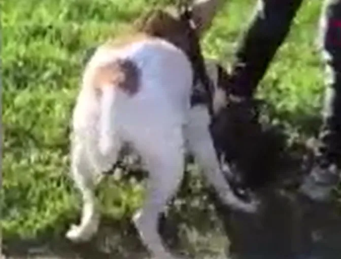 1718012802227.jpg Çocukların gözü önünde kediyi paramparça etti! İstanbul'da pitbull vahşeti kamerada... - 1