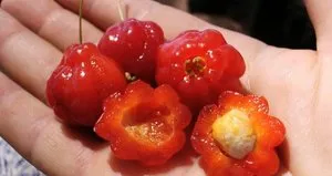 Adını kimse bilmiyor! C vitamini bombası...